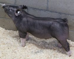 Sire: Outta Line<br>
Sire of Dam: Sunshine & Whiskey 104-1<br>
Weight: 53
