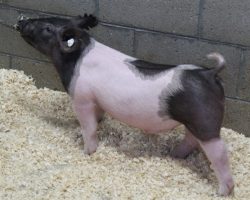 Sire: Outta Line<br>
Sire of Dam: Sunshine & Whiskey 104-1<br>
Weight: 47<br>
<a href="https://www.youtube.com/watch?v=X0aLyLuHc6A" target="_blank" rel="noopener noreferrer">YOUTUBE LINK</a>