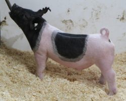 Sire: Outta Line<br>
Sire of Dam: Sunshine & Whiskey 104-1<br>
Weight: 50<br>
<a href="https://www.youtube.com/watch?v=ZElhIZQaGOo" target="_blank" rel="noopener noreferrer">YOUTUBE LINK</a>