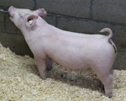 Sire: Outta Line<br>
Sire of Dam: Kingpin 31-6<br>
Weight: 52<br>
<a href="https://www.youtube.com/watch?v=M6ssLjpeuxU" target="_blank" rel="noopener noreferrer">YOUTUBE LINK</a>
