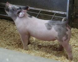 Sire: Outta Line<br>
Sire of Dam: Visionary 254-2<br>
Weight: 46<br>
<a href="https://www.youtube.com/watch?v=kVG6epeY2NQ" target="_blank" rel="noopener noreferrer">YOUTUBE LINK</a>