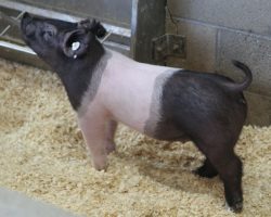 Sire: Outta Line<br>
Sire of Dam: Visionary 254-2<br>
Weight: 46<br>
<a href="https://www.youtube.com/watch?v=qgqgN-UN7vc" target="_blank" rel="noopener noreferrer">YOUTUBE LINK</a>