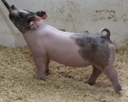 Sire: Outta Line<br>
Sire of Dam: Visionary 254-2<br>
Weight: 48<br>
<a href="https://www.youtube.com/watch?v=dqa5JCe_aqE" target="_blank" rel="noopener noreferrer">YOUTUBE LINK</a>