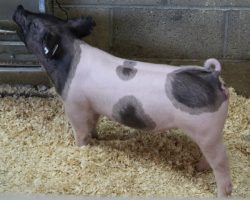 Sire: Outbreak <br>
Sire of Dam: Foresight 196-2<br>
Weight: 36<br>
<a href="https://www.youtube.com/watch?v=SAT6IWfgdmo" target="_blank" rel="noopener noreferrer">YOUTUBE LINK</a>