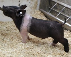 Sire: Outta Line<br>
Sire of Dam: Sunshine & Whiskey 186-3<br>
Weight: 28<br>
<a href="https://www.youtube.com/watch?v=eX_fe_dkfsg" target="_blank" rel="noopener noreferrer">YOUTUBE LINK</a>