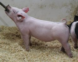 Sire: BR 64-1<br>
Sire of Dam: In Control 29-11<br>
Weight: 45<br>
<a href="https://www.youtube.com/watch?v=BYOW9pkpMo8" target="_blank" rel="noopener noreferrer">YOUTUBE LINK</a>