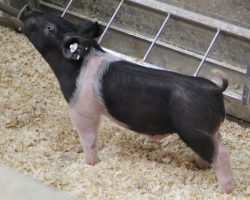 Sire: Dirty Jack<br>
Sire of Dam: Breaking Rules 64-7<br>
Weight: 25<br>
<a href="https://www.youtube.com/watch?v=EQGRgPXREhQ" target="_blank" rel="noopener noreferrer">YOUTUBE LINK</a>
