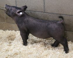 Sire: Brother Love<br>
Sire of Dam: Dirty Deal 130-12<br>
Weight: 46<br>
<a href="https://www.youtube.com/watch?v=UmCo8Axhz7M" target="_blank" rel="noopener noreferrer">YOUTUBE LINK</a>