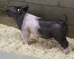 Sire: Brother Love<br>
Sire of Dam: Dirty Deal 130-12<br>
Weight: 36<br>
<a href="https://www.youtube.com/watch?v=AofnzKPF8QI" target="_blank" rel="noopener noreferrer">YOUTUBE LINK</a>
