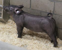 Sire: Brother Love<br>
Sire of Dam: Dirty Secret 50-2<br>
Weight: 53<br>
<a href="https://www.youtube.com/watch?v=UcSQNW_5NBM" target="_blank" rel="noopener noreferrer">YOUTUBE LINK</a>