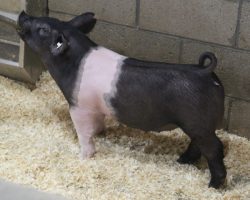 Sire: May We All<br>
Sire of Dam: Up Down 124-6<br>
Weight: 63<br>
<a href="https://www.youtube.com/watch?v=PNHFUH6pFSk" target="_blank" rel="noopener noreferrer">YOUTUBE LINK</a>