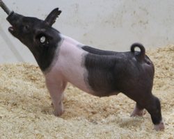 Sire: Dirty Jack<br>
Sire of Dam: Sunshine & Whiskey 186-1<br>
Weight: 42<br>
<a href="https://www.youtube.com/watch?v=jVX5p6Ztvws" target="_blank" rel="noopener noreferrer">YOUTUBE LINK</a>
