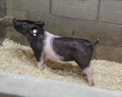Sire: Outbreak<br>
Sire of Dam: Foresight 115-10<br>
Weight: 40<br>
<a href="https://www.youtube.com/watch?v=R_7tUMMQMA4" target="_blank" rel="noopener noreferrer">YOUTUBE LINK</a>