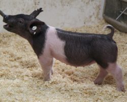 Sire: Dirty Jack<br>
Sire of Dam: Breaking Rules 64-7<br>
Weight: 39<br>
<a href="https://www.youtube.com/watch?v=QmgV_-4uRXc" target="_blank" rel="noopener noreferrer">YOUTUBE LINK</a>