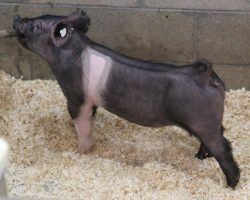 Sire: Objection<br>
Sire of Dam: Skycam 34-6<br>
Weight: 39