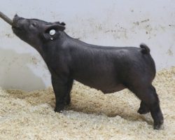 Sire: Junior<br>
Sire of Dam: Blurred Vision 169-4<br>
Weight: 42