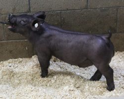 Sire: Junior<br>
Sire of Dam: Blurred Vision 169-4<br>
Weight: 40<br>
<a href="https://www.youtube.com/watch?v=io5BIO6uhnw" target="_blank" rel="noopener noreferrer">YOUTUBE LINK</a>