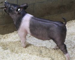 Sire: Dirty Jack<br>
Sire of Dam: Sunshine & Whiskey 186-1<br>
Weight: 52<br>
<a href="https://www.youtube.com/watch?v=dUT8_udep_A" target="_blank" rel="noopener noreferrer">YOUTUBE LINK</a>