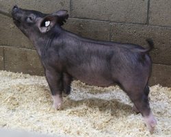 Sire: Dirty Jack<br>
Sire of Dam: Sunshine & Whiskey 186-1<br>
Weight: 41<br>
<a href="https://www.youtube.com/watch?v=1VUTn09TmH0" target="_blank" rel="noopener noreferrer">YOUTUBE LINK</a>