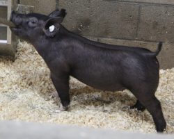 Sire: Junior<br>
Sire of Dam: Blurred Vision 169-4<br>
Weight: 34<br>
<a href="https://www.youtube.com/watch?v=USUZ-SxdT-w" target="_blank" rel="noopener noreferrer">YOUTUBE LINK</a>