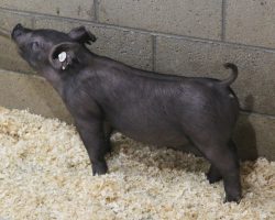 Sire: Junior<br>
Sire of Dam: Blurred Vision 169-4<br>
Weight: 32<br>
<a href="https://www.youtube.com/watch?v=GQr9QxOGT6s" target="_blank" rel="noopener noreferrer">YOUTUBE LINK</a>