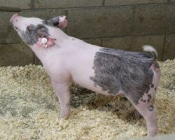 Sire: Brother Love<br>
Sire of Dam: Dirty Secret 50-2<br>
Weight: 49<br>
<a href="https://www.youtube.com/watch?v=q6Vo2AoOhUo" target="_blank" rel="noopener noreferrer">YOUTUBE LINK</a>
