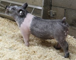 Sire: May We All<br>
Sire of Dam: Up Down 124-6<br>
Weight: 42<br>
<a href="https://www.youtube.com/watch?v=MXWDm0yMFw4" target="_blank" rel="noopener noreferrer">YOUTUBE LINK</a>