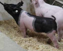 Sire: Outbreak<br>
Sire of Dam: Foresight 115-10<br>
Weight: 37