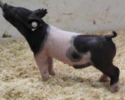 Sire: Shine On<br>
Sire of Dam: Foresight 115-12<br>
Weight: 23<br>
<a href="https://www.youtube.com/watch?v=MjgNsRm46hM" target="_blank" rel="noopener noreferrer">YOUTUBE LINK</a>