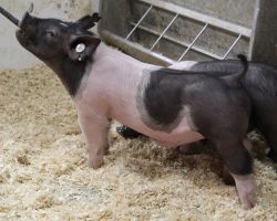 Sire: BR 64-1<br>
Sire of Dam: In Control 29-11<br>
Weight: 38<br>
<a href="https://www.youtube.com/watch?v=LEieFKKZXFg" target="_blank" rel="noopener noreferrer">YOUTUBE LINK</a>