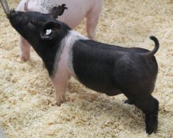 Sire: Outta Line<br>
Sire of Dam: Sunshine & Whiskey 186-3<br>
Weight: 36