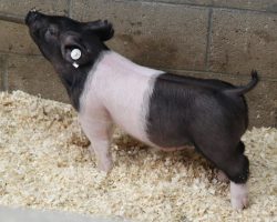 Sire: Dirty Jack<br>
Sire of Dam: Breaking Rules 64-7<br>
Weight: 38<br>
<a href="https://www.youtube.com/watch?v=jydwpLO8m1M" target="_blank" rel="noopener noreferrer">YOUTUBE LINK</a>