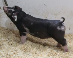 Sire: Sure Thing<br>
Sire of Dam: Wedding Night 2-3<br>
Weight: 40<br>
<a href="https://www.youtube.com/watch?v=-7lWA6JlAuA" target="_blank" rel="noopener noreferrer">YOUTUBE LINK</a>
