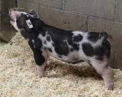 Sire: Sure Thing<br>
Sire of Dam: Wedding Night 2-3<br>
Weight: 35<br>
<a href="https://www.youtube.com/watch?v=OSpNyIdjHwA" target="_blank" rel="noopener noreferrer">YOUTUBE LINK</a>