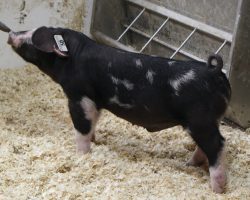 Sire: Sure Thing<br>
Sire of Dam: Wedding Night 2-3<br>
Weight: 37<br>
<a href="https://www.youtube.com/watch?v=aPENoJH1WZA" target="_blank" rel="noopener noreferrer">YOUTUBE LINK</a>