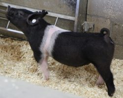 Sire: Objection<br>
Sire of Dam: Anchorman 34-7<br>
Weight: 54<br>
<a href="https://www.youtube.com/watch?v=ETw-Y8tLGjU" target="_blank" rel="noopener noreferrer">YOUTUBE LINK</a>
