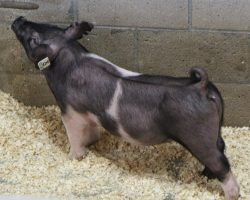 Sire: Objection<br>
Sire of Dam: Anchorman 34-7<br>
Weight: 44<br>
<a href="https://www.youtube.com/watch?v=WG_oDd3oEHE" target="_blank" rel="noopener noreferrer">YOUTUBE LINK</a>