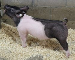 Sire: Dirty Jack<br>
Sire of Dam: Shooter 17-7<br>
Weight: 45