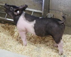 Sire: Dirty Jack<br>
Sire of Dam: Shooter 17-7<br>
Weight: 55<br>
<a href="https://www.youtube.com/watch?v=hQ_DAHi81xc" target="_blank" rel="noopener noreferrer">YOUTUBE LINK</a>