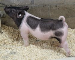 Sire: Outbreak<br>
Sire of Dam: Curtain Call 20-6<br>
Weight: 48