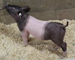 Sire: Outbreak<br>
Sire of Dam: Anchorman 1-9<br>
Weight: 27<br>
<a href="https://www.youtube.com/watch?v=Vhc--DsBrFg" target="_blank" rel="noopener noreferrer">YOUTUBE LINK</a>