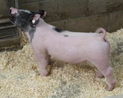 Sire: Objection<br>
Sire of Dam: Anchorman 34-7<br>
Weight: 44<br>
<a href="https://www.youtube.com/watch?v=GJLZ7GoKIXs" target="_blank" rel="noopener noreferrer">YOUTUBE LINK</a>