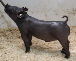 Sire: Outbreak<br>
Sire of Dam: Teen Spirit 120-7<br>
Weight: 49<br>
<a href="https://www.youtube.com/watch?v=bOOwQnqYp9k" target="_blank" rel="noopener noreferrer">YOUTUBE LINK</a>