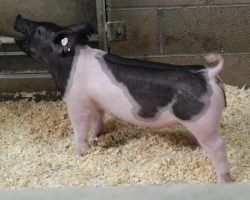 Sire: Dirty Jack<br>
Sire of Dam: Shooter 17-7<br>
Weight: 44<br>
<a href="https://www.youtube.com/watch?v=Qj-HQa0vxvA" target="_blank" rel="noopener noreferrer">YOUTUBE LINK</a>