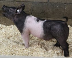 Sire: Jack Daniels<br>
Sire of Dam: Dirty Secret 44-2<br>
Weight: 44<br>
<a href="https://www.youtube.com/watch?v=dumyYMJ3X3E" target="_blank" rel="noopener