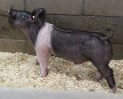 Sire: Jack Daniels<br>
Sire of Dam: Dirty Secret 44-2<br>
Weight: 38<br>
<a href="https://www.youtube.com/watch?v=BxVrB0gibxc" target="_blank" rel="noopener