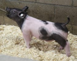 Sire: Jack Daniels<br>
Sire of Dam: Dirty Secret 44-2<br>
Weight: 30<br>
<a href="https://www.youtube.com/watch?v=_vGyPS7kuIY" target="_blank" rel="noopener