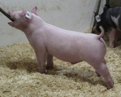Sire: Boomawang<br>
Sire of Dam: Custom Made 4-8<br>
Weight: 42<br>
<a href="https://www.youtube.com/watch?v=EzrIbH6bk5k" target="_blank" rel="noopener