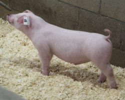 Sire: Boomawang<br>
Sire of Dam: Custom Made 4-8<br>
Weight: 38<br>
<a href="https://www.youtube.com/watch?v=eGgvamjMwek" target="_blank" rel="noopener