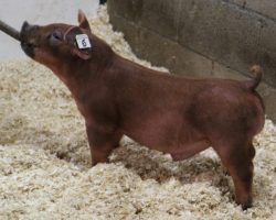 Sire: Kingslayer<br>
Sire of Dam: Unchained 51-6<br>
Weight: 46<br>
<a href="https://www.youtube.com/watch?v=leaBZ0DhSP8" target="_blank" rel="noopener